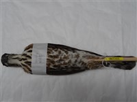 藏品(臺灣松雀鷹)的圖片